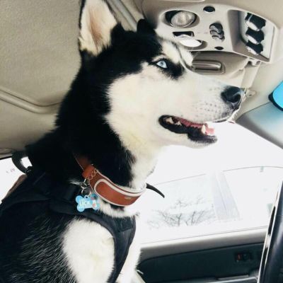 Siberian Husky wearing Classic LinkAKC Smart Collar