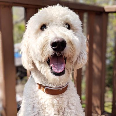 Goldendoodle wearing Classic LinkAKC Smart Collar