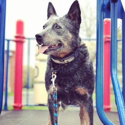 Australian Cattle Dog wearing Sport LinkAKC Smart Collar