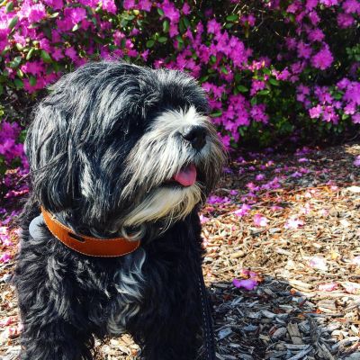 Shih Tzu wearing Classic LinkAKC Smart Collar