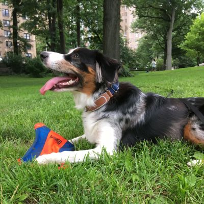 Mini Australian Shepherd wearing Classic LinkAKC Smart Collar