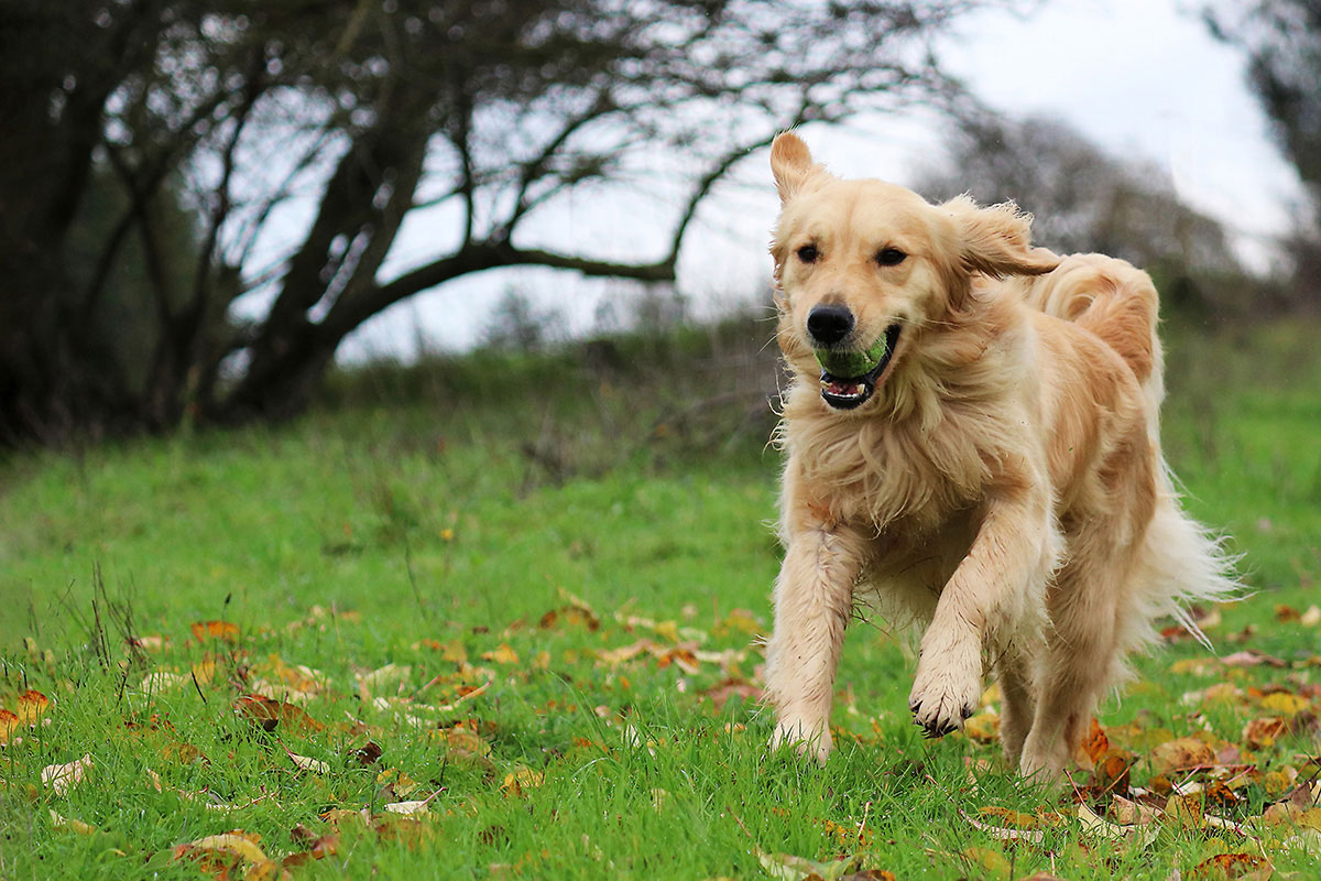 Golden Retriever Flip