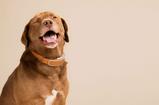 LINK AKC Smart Collar