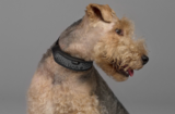 LINK AKC Smart Collar