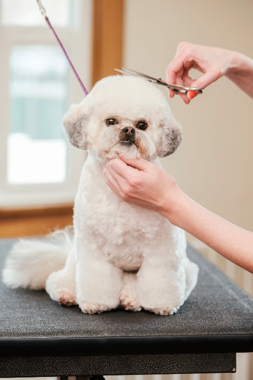 dog grooming