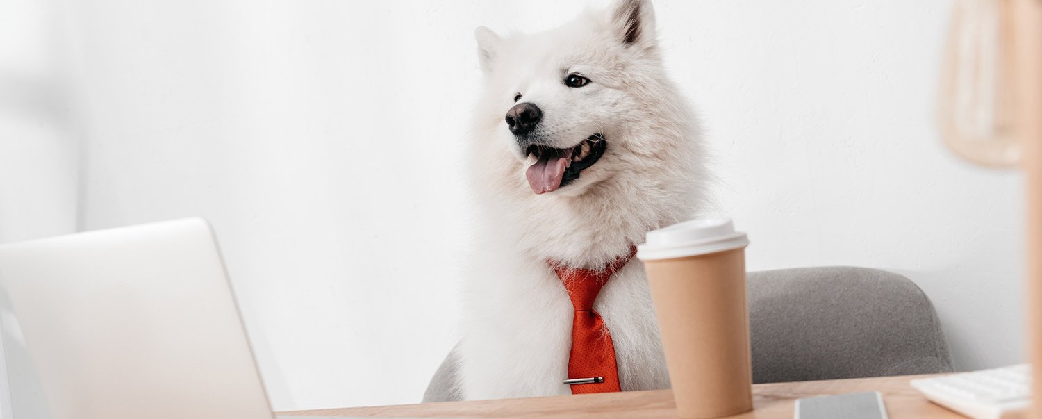 can-dogs-have-jobs-hero