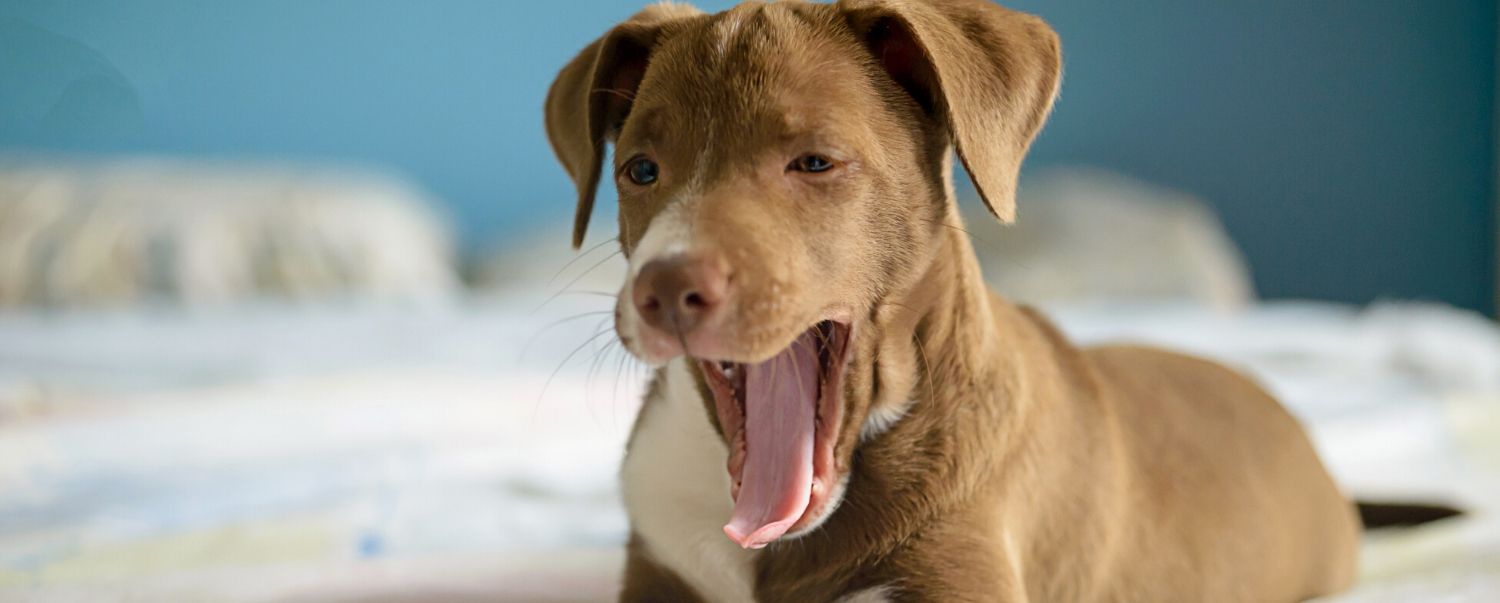 Decoding Dog Yawns