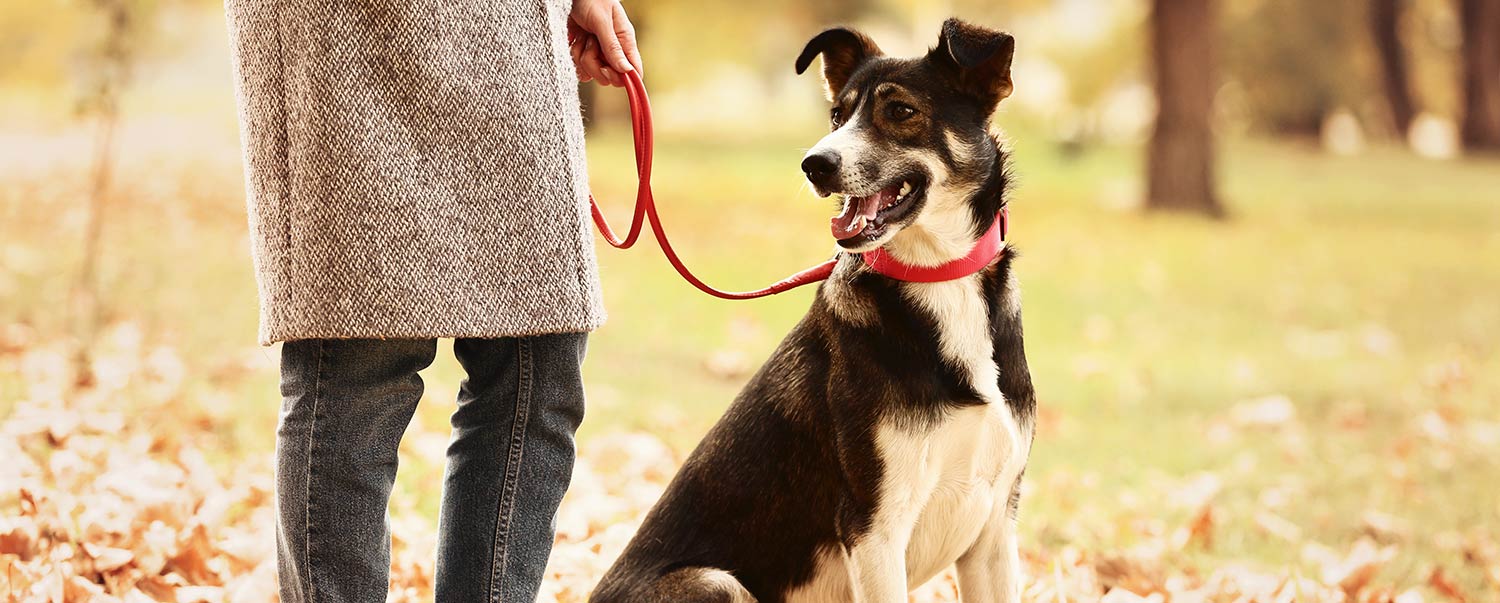 Should You Get a Breakaway Collar?