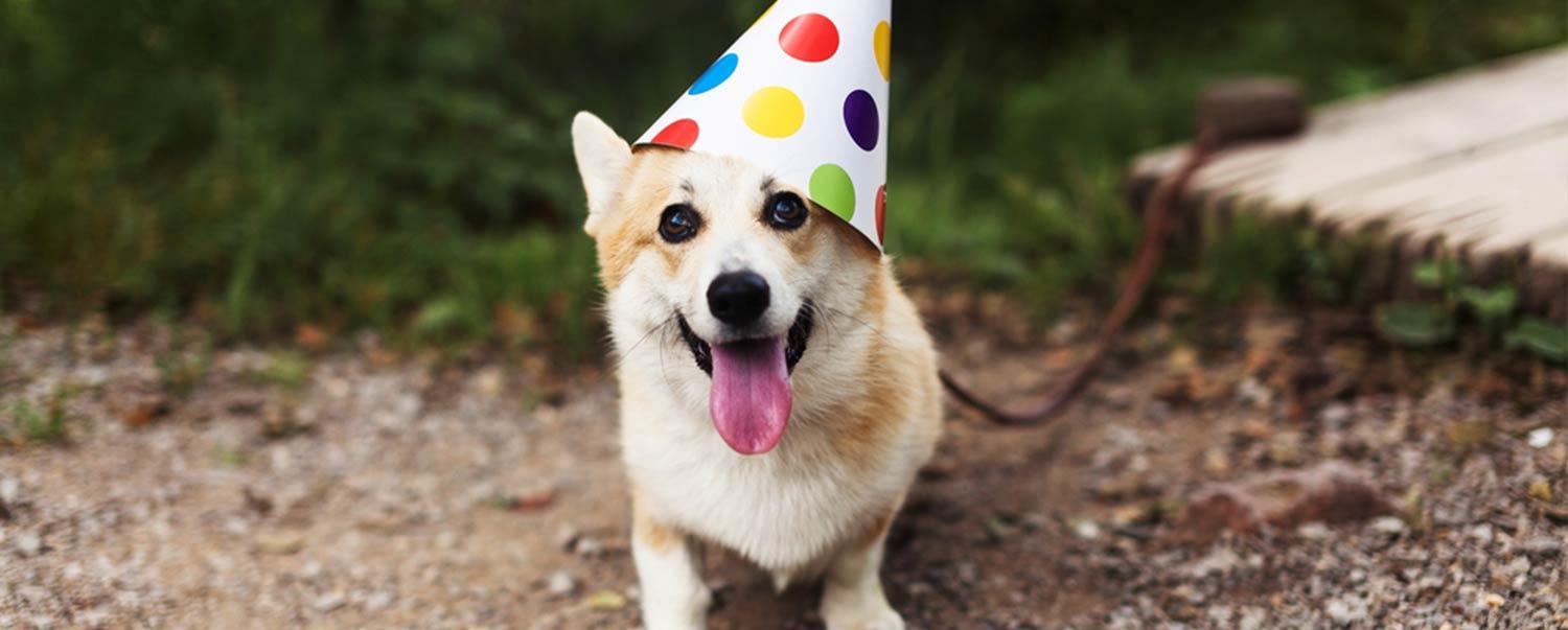 ultimate-dog-party-checklist-hero